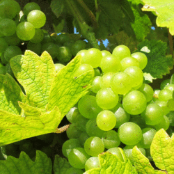 Belo grožđe plod