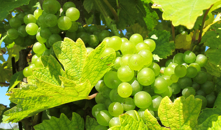 Belo grožđe plod