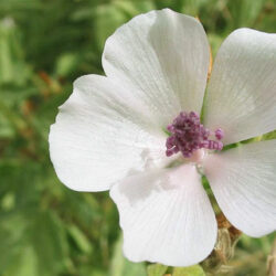 Beli slez cvet