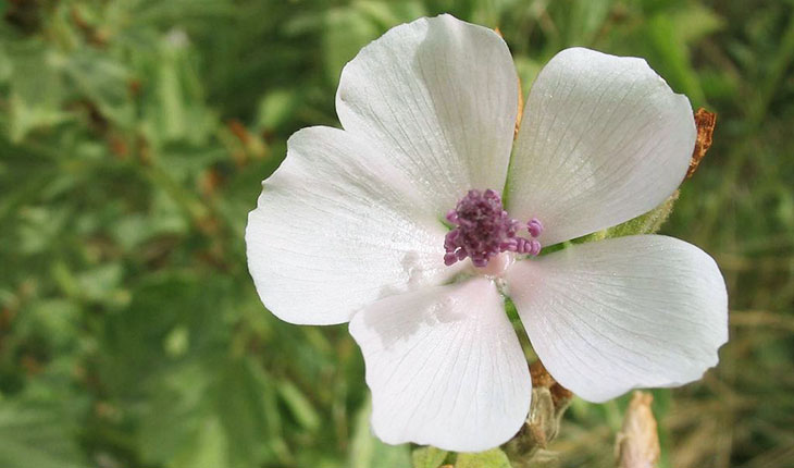 Beli slez cvet